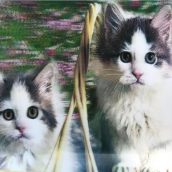5D Elmas Boyama  mli Kediler İkili Kedi Resmi Tablosu 40x60 cm